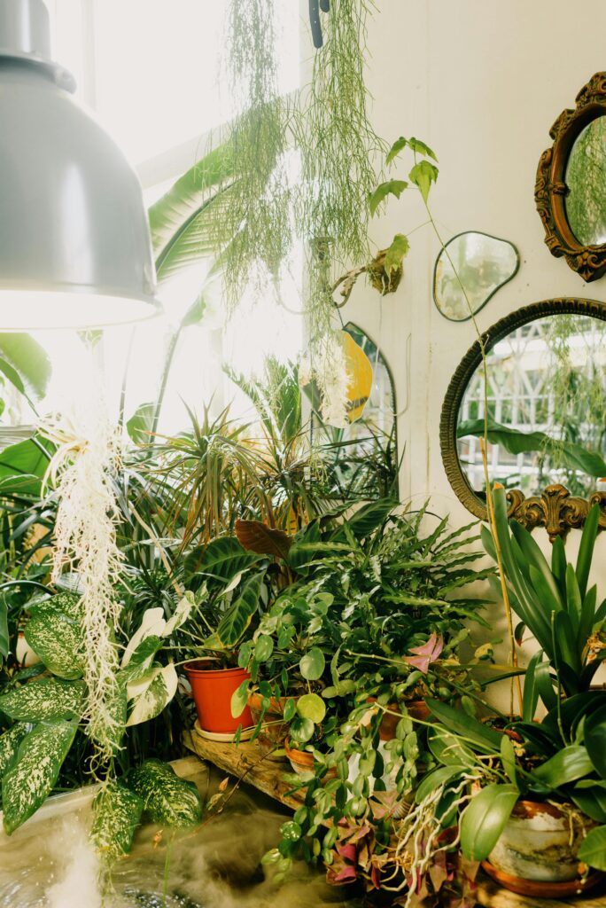 Houseplant Grouped