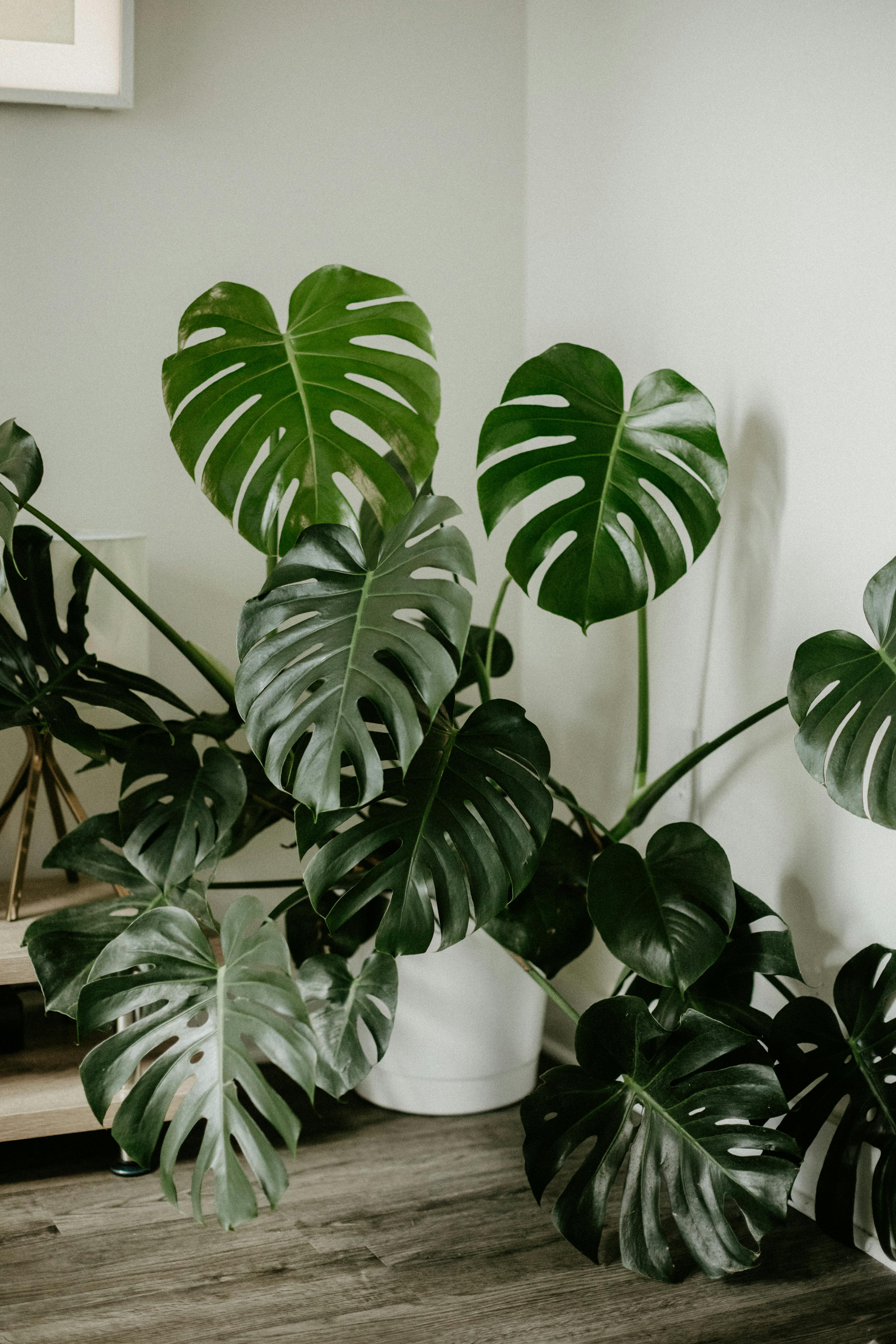 monstera