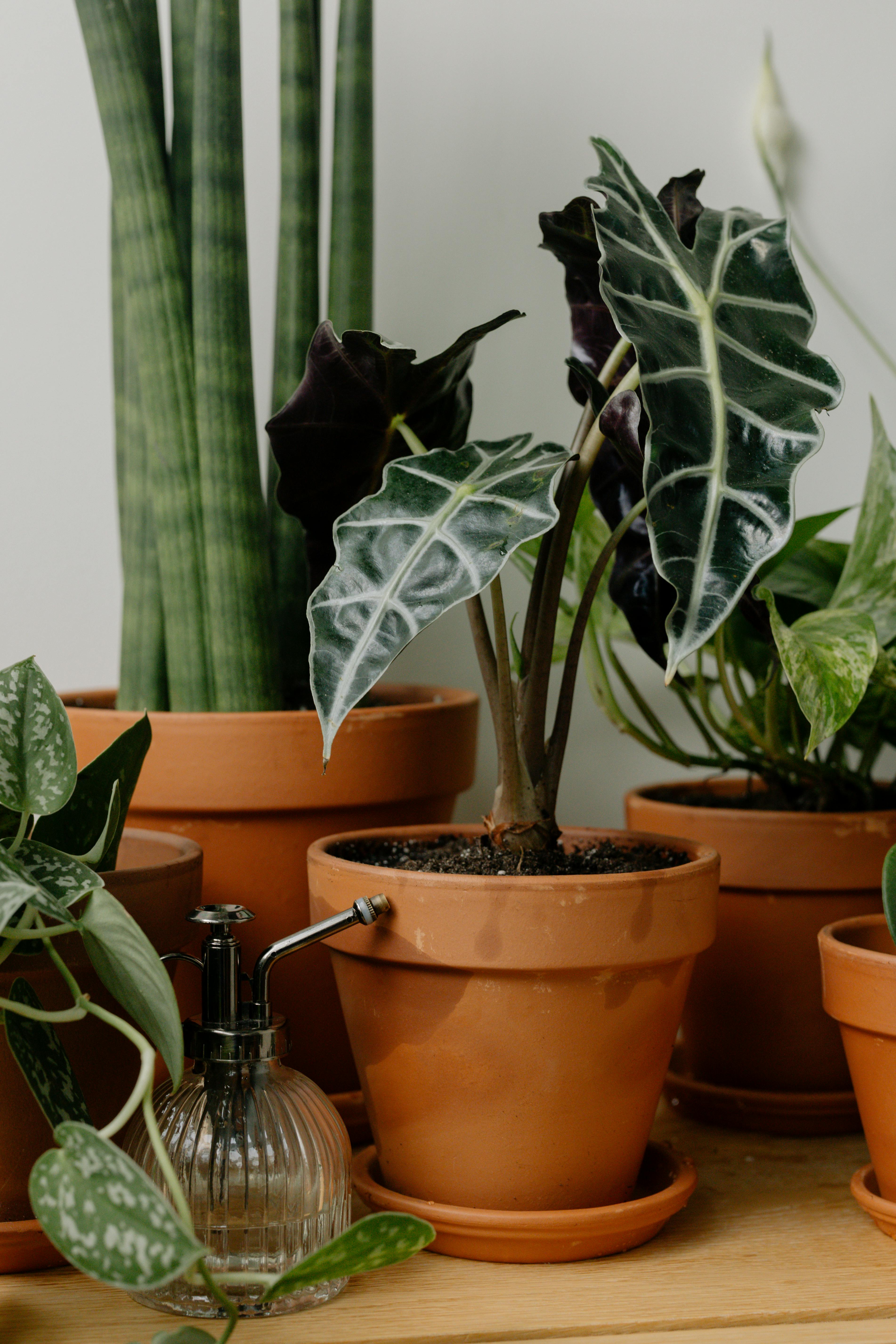 Alocasia