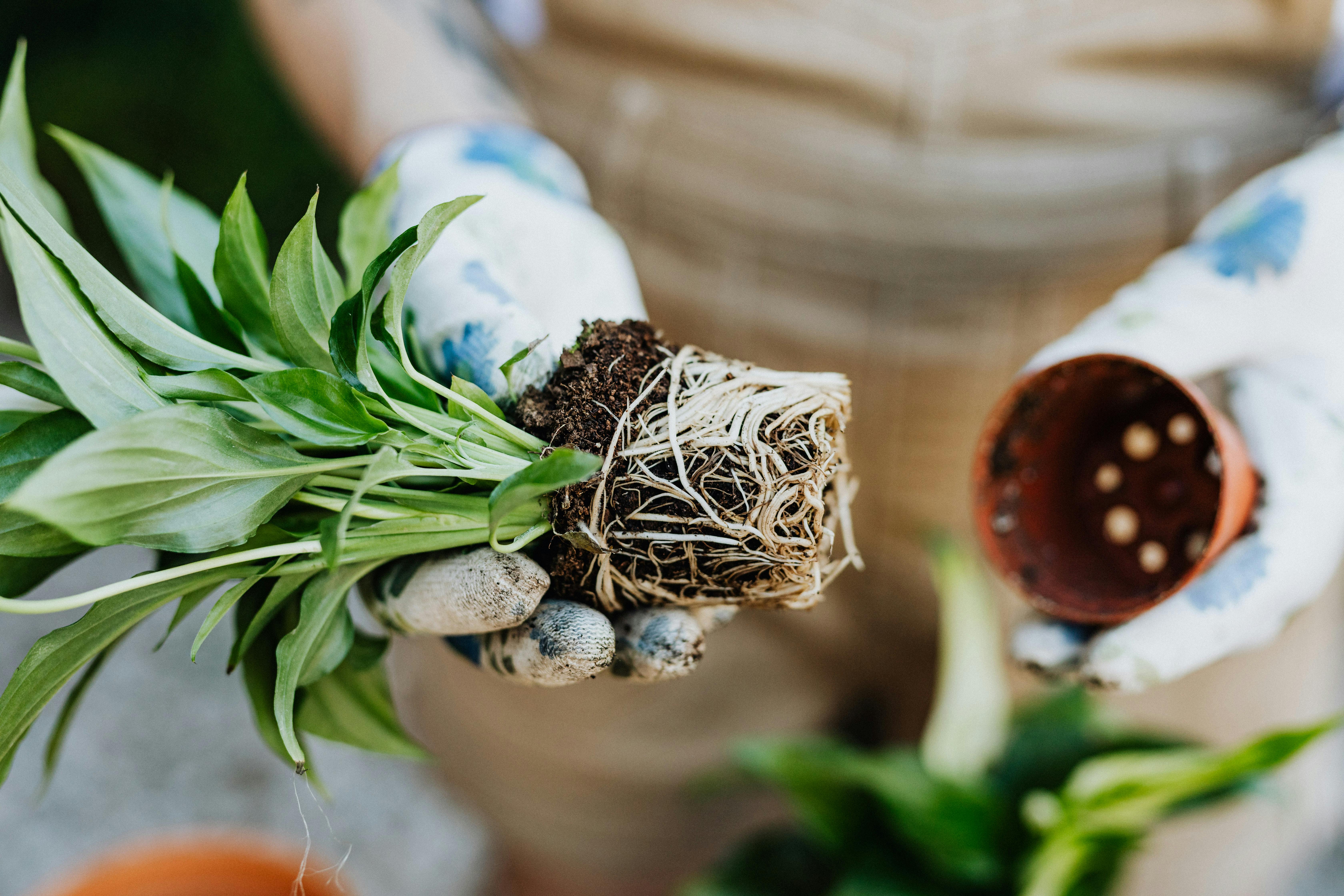 Houseplants Roots