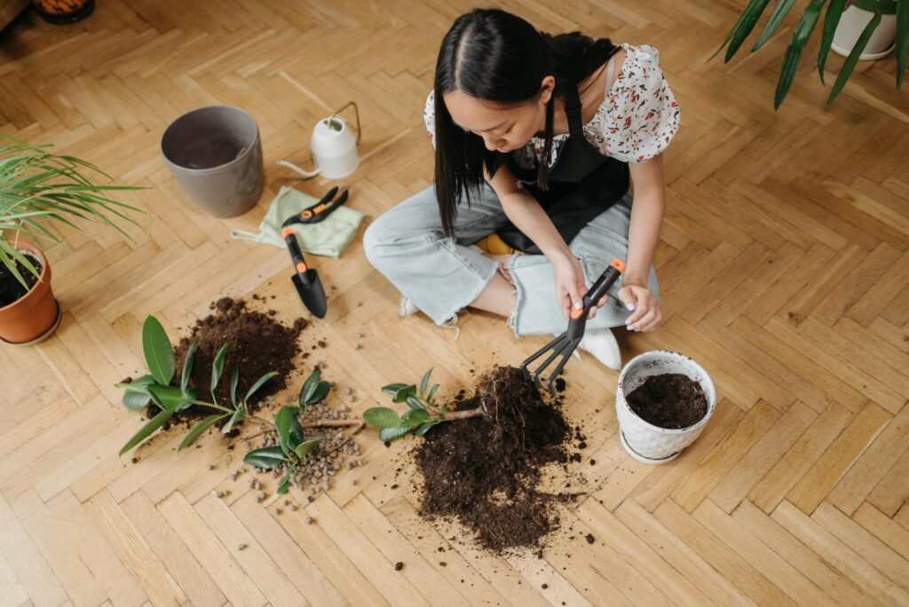 Repotting Houseplants