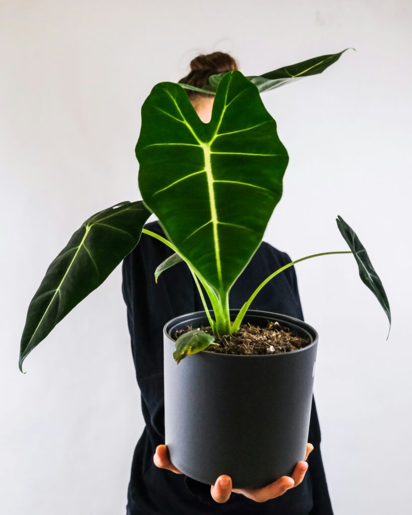 Alocasia Care Guide